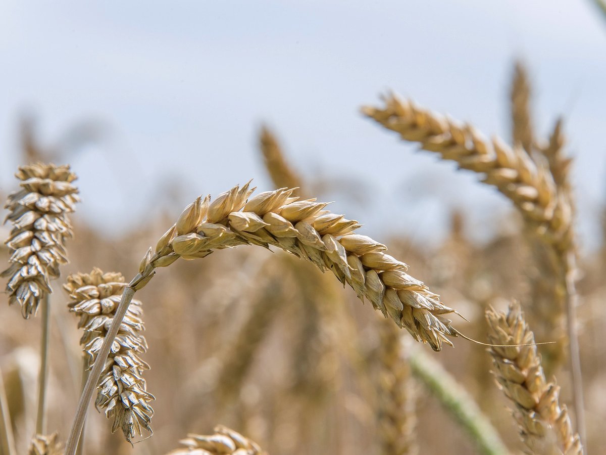 Aventus Agricomm Trading sourcing